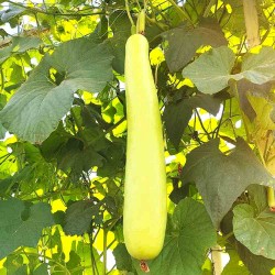 Bottle Gourd (Lauki / Ghiya) Long Seeds | लौकी के बीज Bottle Gourd (Lauki / Ghiya) Long Seeds | लौकी के बीज