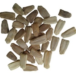 Bottle Gourd Long लौकी Lauki Vegetable Seeds