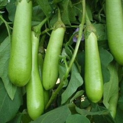 Brinjal Green Long Vegetable Seeds Brinjal Green Long Vegetable Seeds
