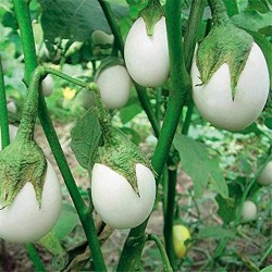 Brinjal White Round Vegetable Seeds Brinjal White Round Vegetable Seeds
