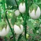 Brinjal White Round Vegetable Seeds