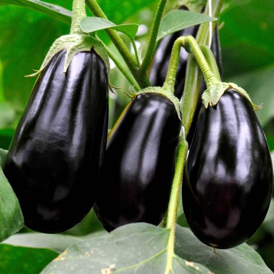 Black Hybrid Brinjal (Baigan) Seeds - Rich and Flavorful Varieties for Your Garden | बैंगन के बीज