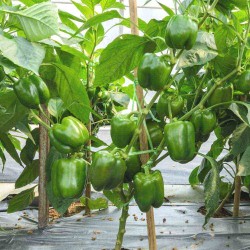 Capsicum (Hari Shimla Mirch) Seeds 1 KG | Vibrant and High-Yielding Variety | हरी शिमला मिर्च के बीज Capsicum (Hari Shimla Mirch) Seeds 1 KG | Vibrant and High-Yielding Variety | हरी शिमला मिर्च के बीज