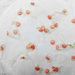 Capsicum (Hari Shimla Mirch) Seeds F1 Hybrid | Vibrant and High-Yielding Variety | हरी शिमला मिर्च के बीज