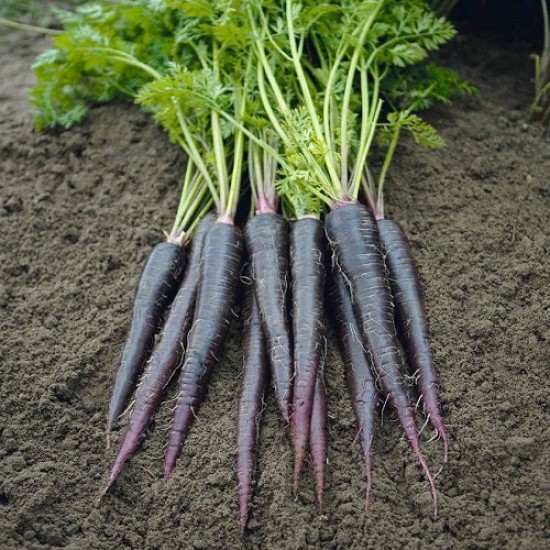 Carrot Black Wonder Seeds | Exotic Vegetable Seeds