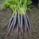 Carrot Black Wonder Seeds | Exotic Vegetable Seeds