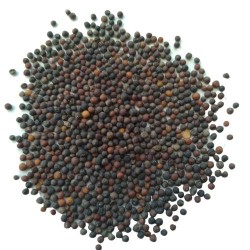 Cauliflower Fool Gobhi Seeds | Vegetable Seeds