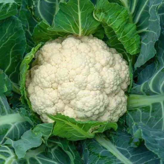 Cauliflower (Phool Gobhi) Seeds Hybrid | फूलगोभी के बीज