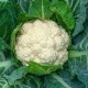 Cauliflower (Phool Gobhi) Seeds Hybrid | फूलगोभी के बीज
