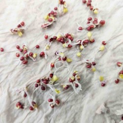 Cauliflower (Phool Gobhi) Seeds Hybrid | फूलगोभी के बीज