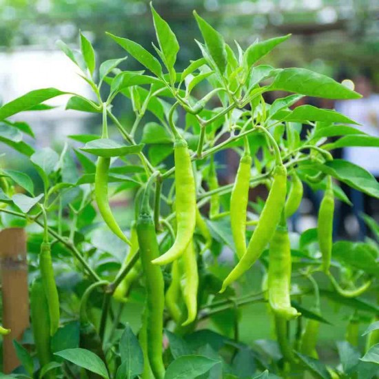 Chilli (Mirch) Hybrid Seeds | हरी मिर्च के बीज