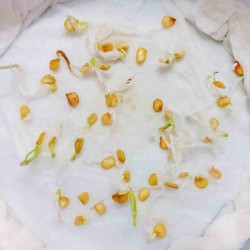 Chilli (Mirch) Hybrid Seeds | हरी मिर्च के बीज