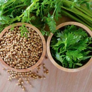 Coriander (Dhaniya) Seeds Hybrid | (धनिया के बीज)