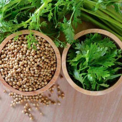 Coriander (Dhaniya) Seeds Hybrid | (धनिया के बीज) Coriander (Dhaniya) Seeds Hybrid | (धनिया के बीज)