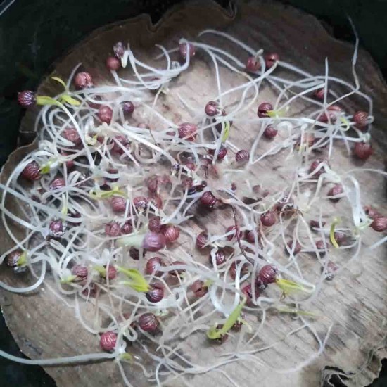 Coriander (Dhaniya) Seeds Hybrid | (धनिया के बीज) Coriander (Dhaniya) Seeds Hybrid | (धनिया के बीज)
