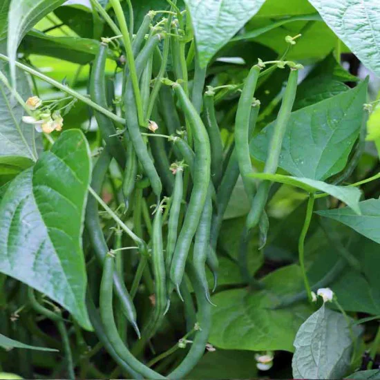 Buy Best Quality French Beans Seeds Online in India Hobbyplus.in Free Shipping