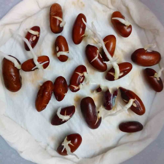 Buy Best Quality French Beans Seeds Online in India Buy Best Quality French Beans Seeds Online in India