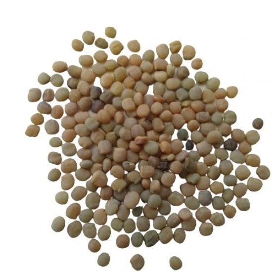 Guar Phali Cluster Beans Vegetable High Quality Seeds Guar Phali Cluster Beans Vegetable High Quality Seeds