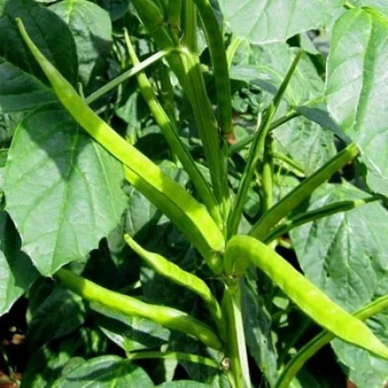 Buy Gwar Phali Vegetable Seeds | Hobbyplus.in | Free Shipping