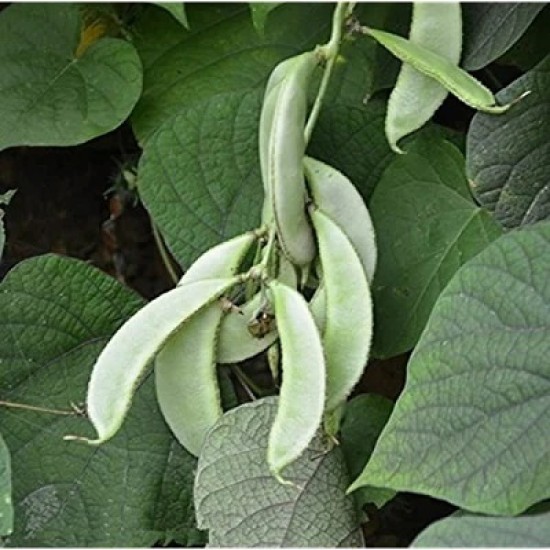 Hyacinth Beans Sem Fali Dwarf Variety Vegetable Seeds (Set of 10 Seeds)
