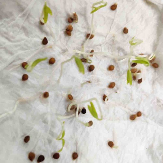 Cherry Tomato Seeds Hybrid Cherry Tomato Seeds Hybrid