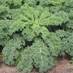 Kale Brassica Oleracea | Vegetable Seeds Kale Brassica Oleracea | Vegetable Seeds