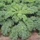 Kale Brassica Oleracea | Vegetable Seeds
