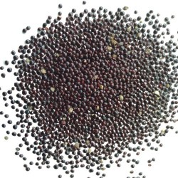 Lal Saag Chaulai Red Amaranth Organic Seeds | Vegetable Seeds