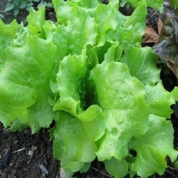 Lettuce Grand Rapids | Vegetable Seeds Lettuce Grand Rapids | Vegetable Seeds