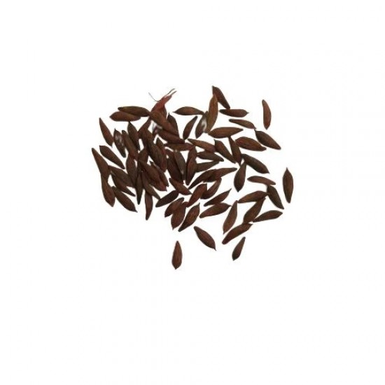 Lettuce Grand Rapids | Vegetable Seeds Lettuce Grand Rapids | Vegetable Seeds