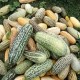 Long Foot Kachri Desi Fruit Seeds | Vegetable Seeds