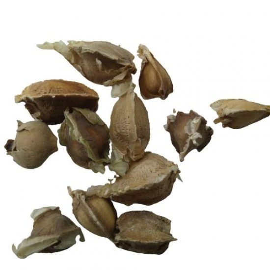 Moringa Oleifera सहजन के बीज Drumstick Tree Plant Vegetable Seeds Moringa Oleifera सहजन के बीज Drumstick Tree Plant Vegetable Seeds