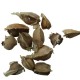 Moringa Oleifera सहजन के बीज Drumstick Tree Plant Vegetable Seeds