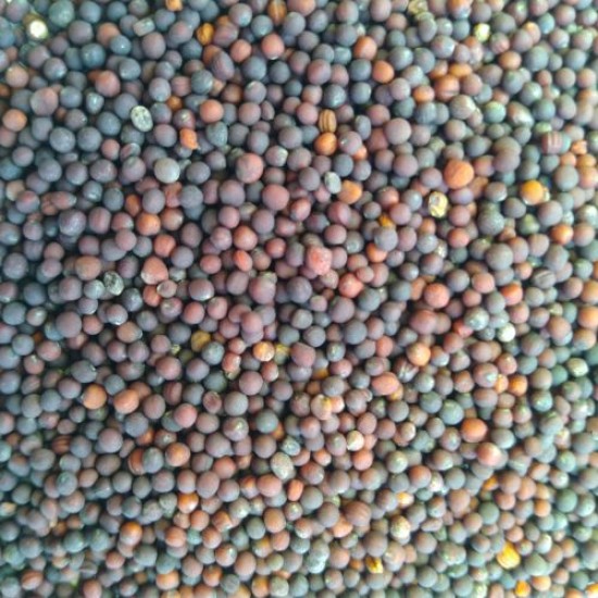 Mustard Sarso Saag Leaves Desi Vegetable Seeds Mustard Sarso Saag Leaves Desi Vegetable Seeds
