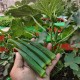 Organic Okra or Lady Finger Vegetable Seeds For Home Gardening.