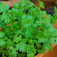 Organic Coriander (Dhaniya) Seeds For Home Gardening