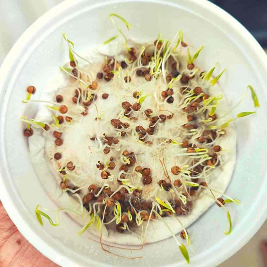 Organic Coriander (Dhaniya) Seeds For Home Gardening