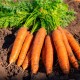 Organic Carrot Seeds For Home Gardening