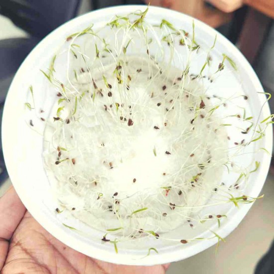 Organic Carrot Seeds For Home Gardening