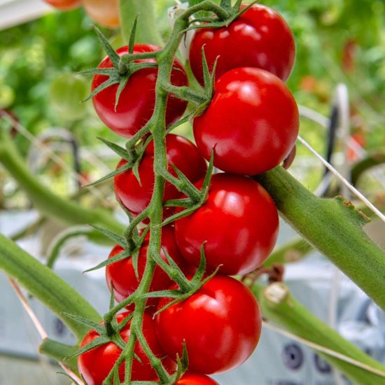 Organic Cherry Tomato Seeds - Grow Fresh Tomatoes at Home