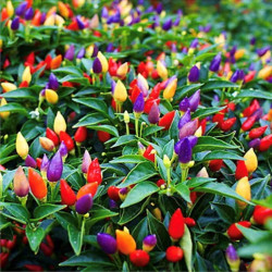 Ornamental Chilli Seeds | Vegetable Seeds