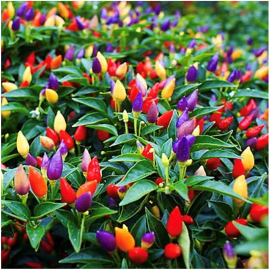 Ornamental Chilli Seeds | Vegetable Seeds