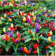 Ornamental Chilli Seeds | Vegetable Seeds