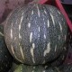 Pumpkin Sitafal Kaddu Vegetable Seeds