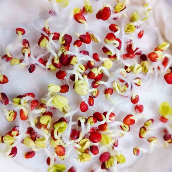 Radish (Mooli) Seeds White Long | मूली के बीज Radish (Mooli) Seeds White Long | मूली के बीज