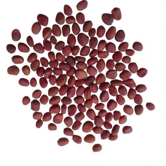Radish Seeds Mooli Long White Desi Vegetable Seeds Pack of approx. 50 Seeds Radish Seeds Mooli Long White Desi Vegetable Seeds Pack of approx. 50 Seeds