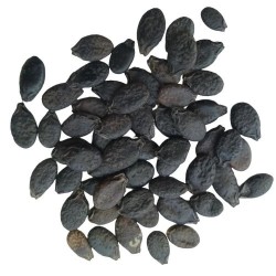 Ridge Gourd Kharra Tauri Dhari Wali Vegetables Seeds (Set of 10 Seeds)