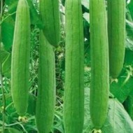 Sponge Gourd Seeds Turai Tori Vegetable (15 Seeds)