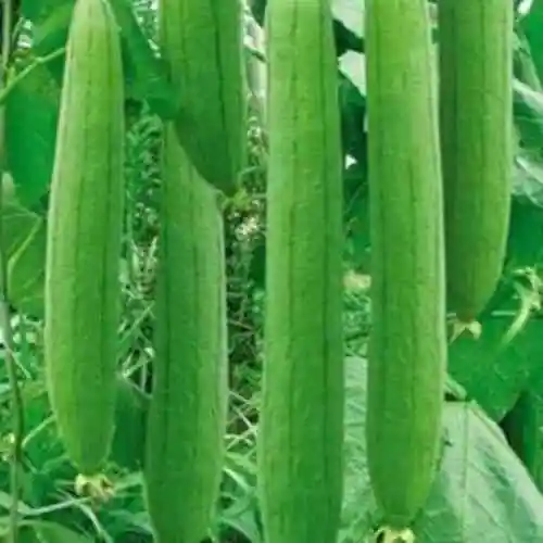 Sponge Gourd