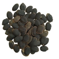 Sponge Gourd Seeds Turai Tori Vegetable (15 Seeds)